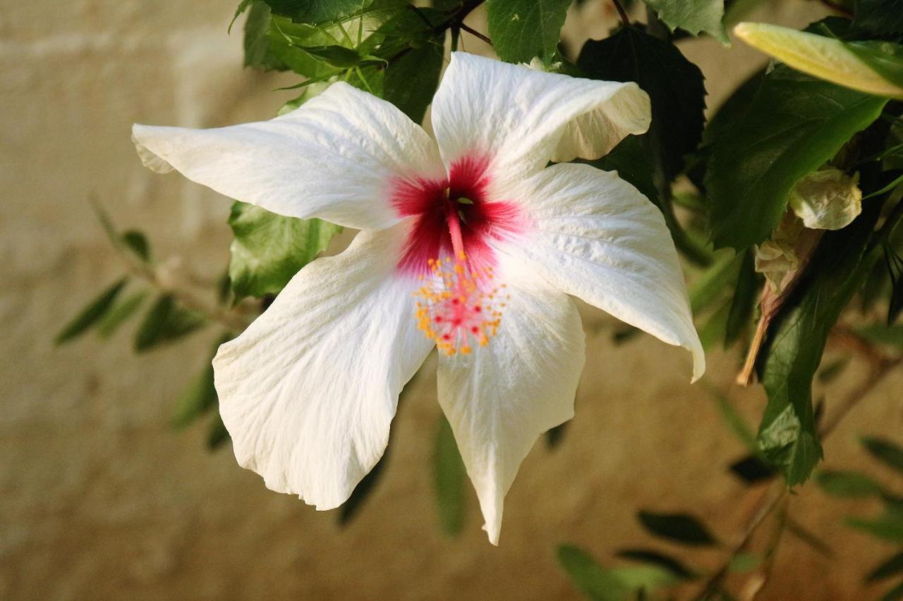 فندق Galini Mare أغيا غاليني المظهر الخارجي الصورة